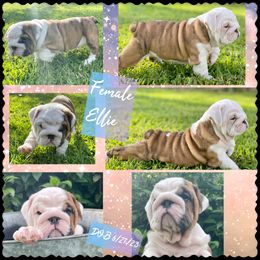 Bulldog Puppies from Semper Fi Bulldogs