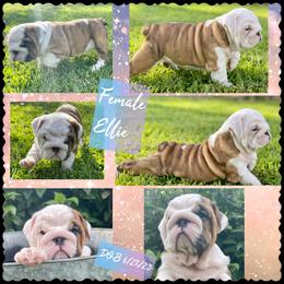 Bulldog Puppies from Semper Fi Bulldogs