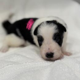 Border Collie Puppies from Hill Valey Border Collies