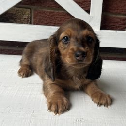 Puppy male 2 - Dapple male Dachshund puppy in Gilbert, South Carolina from Gena’s Dachshunds