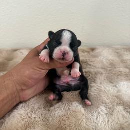 Black male - Black brindle and white male Boston Terrier puppy in Madera Acres, California from Muggin Bostons Terriers and Mini Dachshund