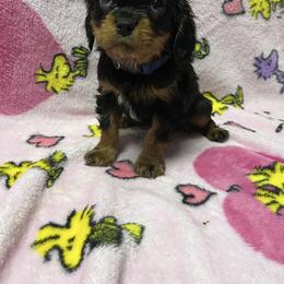 Brownie - Black and tan male Cavachon puppy in Hudson, Massachusetts from Lindsey's Waggingtails Cavachons & Cavaliers