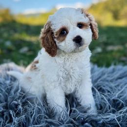 Clover - Blenheim female Cavapoo puppy in Natural Bridge, Virginia from Padgetts Hill Puppies
