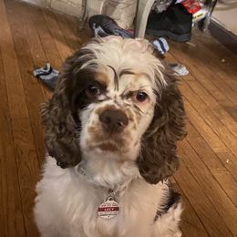 Lucy - Cocker Spaniel