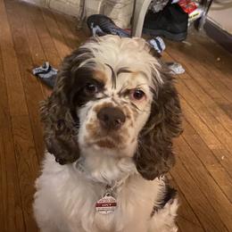 Lucy - Cocker Spaniel