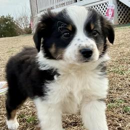 Jackson - Black tri male Miniature Australian Shepherd puppy in Howe, Oklahoma from Tonia Johnson's Toy and Miniature Australian Shepherds