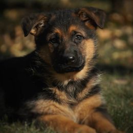 German Shepherds from BoS German Shepherds