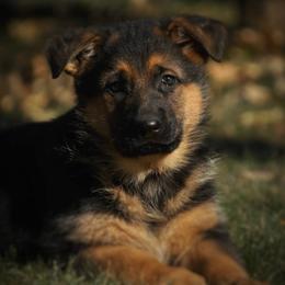 German Shepherds from BoS German Shepherds