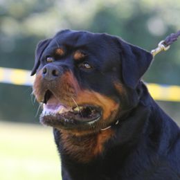 "Rocket" - Rottweiler
