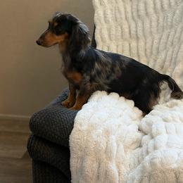 Sadie - Dachshund