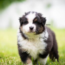 Australian Shepherd Puppies from Skyborne Australian Shepherds