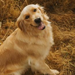 Posey - Golden Retriever