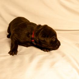 Red collar - Chocolate male Labrador Retriever puppy in Lebanon, Oregon from Table Rock Retrievers