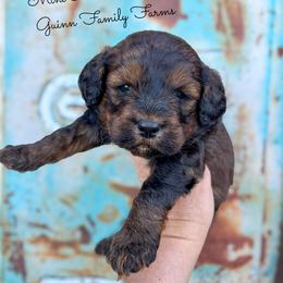 Dozer - Sable male Bernedoodle puppy in Grove, Oklahoma from Guinn Family Farms