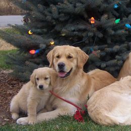 Golden Retrievers from Amy Krumenauer