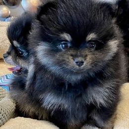 Pomeranian Puppies from Nikki’s lil Pomeranians