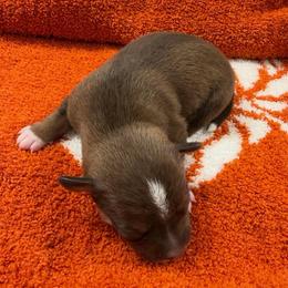 Bates - Chocolate and tan male Chihuahua puppy in Seneca, Missouri from Stephanie’s Puppy Colony