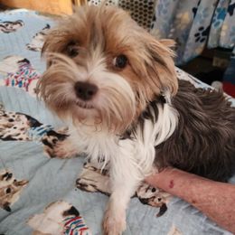 Cinnamon - Yorkshire Terrier