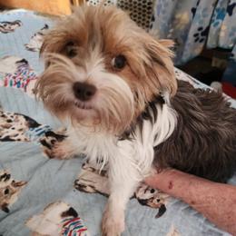 Cinnamon - Yorkshire Terrier