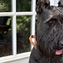 Giant Schnauzers from Stratton House Kennels