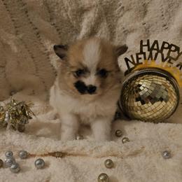 Champagne - Tri-color female Pomsky puppy in Decatur, Illinois from Petite Pups
