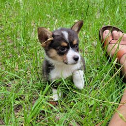 Pembroke Welsh Corgi Puppies from Shaleigh's Pembroke Welsh Corgis