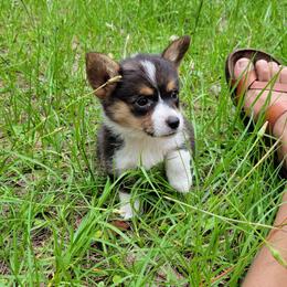 Pembroke Welsh Corgi Puppies from Shaleigh's Pembroke Welsh Corgis