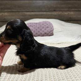 Black and cream boy - Black and cream male Dachshund puppy in Defuniak Springs, Florida from Anastasia Knight's Cocker Spaniels