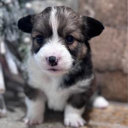 Scout - Sable male Pembroke Welsh Corgi puppy in Elberta, Utah from 3F Farms- Pembroke Welsh Corgis and Irish Wolfhounds