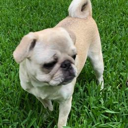 Pugs from Pug Perfection Puppies