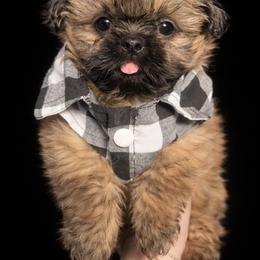 Boy 1 black plaid - Brindle male Shih Tzu puppy in Marion County, Tennessee from Jenkins Puppy Paradise