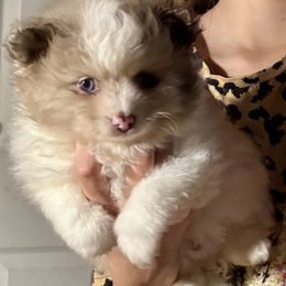 Boy 1 - Chocolate and tan male Pomeranian puppy in Skipperville, Alabama from Nay Nay’s Babies