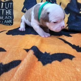 Thor - White and red male American Bulldog puppy in Homestead, Florida from BackyardfinestBullys