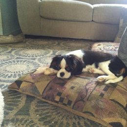 Winston - Cavalier King Charles Spaniel puppy from Country Candy Cavaliers