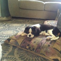 Winston - Cavalier King Charles Spaniel puppy from Country Candy Cavaliers