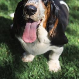 Maddie - Basset Hound