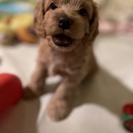 Cavapoo and Cockapoo Puppies from Benji’s Cockapoos
