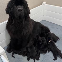 Newfoundland puppies from Faithful Acres Newfs