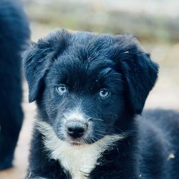 Willow - Black & white female Australian Shepherd puppy in Hempstead, Texas from Young Gun Aussies