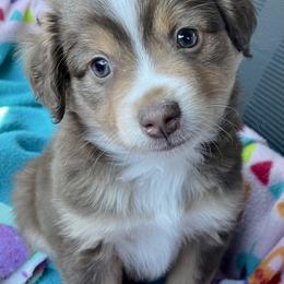 "Ace" Miniature Australian Shepherd Puppies from Integrity Aussies Tx