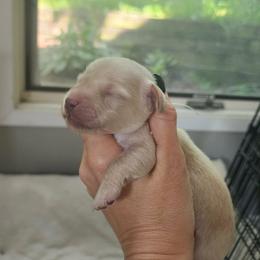 Boy 2 - male Dachshund puppy in Madison, Wisconsin from CC's Dachshunds