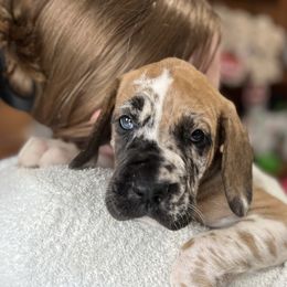 Azalea - Harlequin Great Dane puppy in Marlow, New Hampshire from Fox Hill Danes