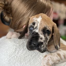 Azalea - Harlequin Great Dane puppy in Marlow, New Hampshire from Fox Hill Danes