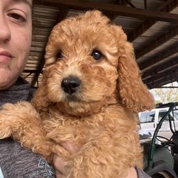 Cavapoo and Goldendoodle Puppies from Southern Country Doodles