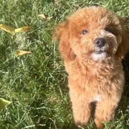 Dachshunds and Poodles from Dailey Doodles and Dachshunds