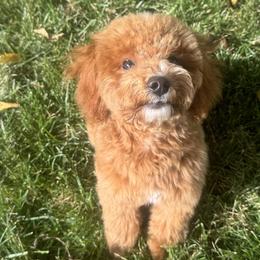 Dachshunds and Poodles from Dailey Doodles and Dachshunds