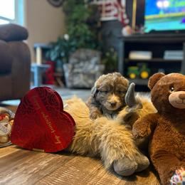 Heath - Red merle male Aussiedoodle puppy in Sheridan, Arkansas from Runnin’ Wild Ranch Aussies