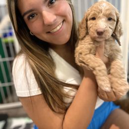 Goldendoodle Puppies from Zany Doodlez