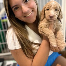 Goldendoodle Puppies from Zany Doodlez