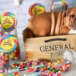 Bulldog Puppies from Dampier Bulldogs Mo